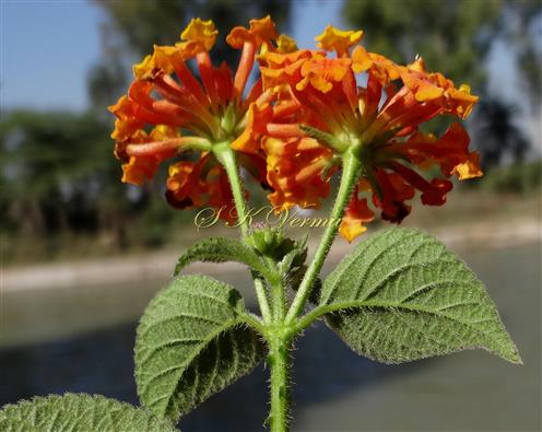  Inflorescence